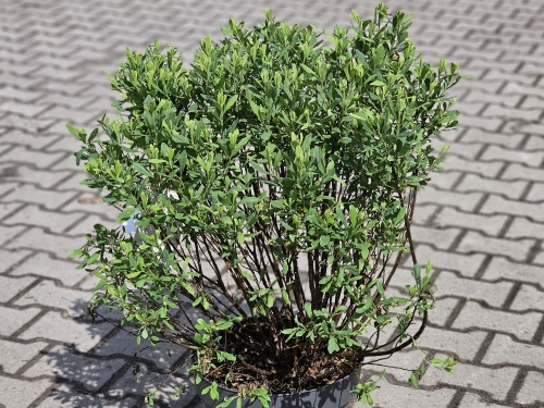 Wilde Gagel heester in pot