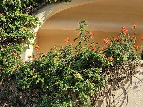 Campsis