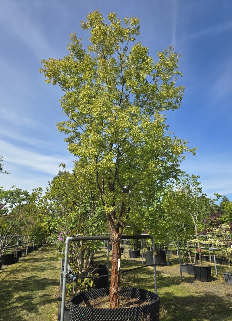 Acer Griseum met die bekende mooie stam