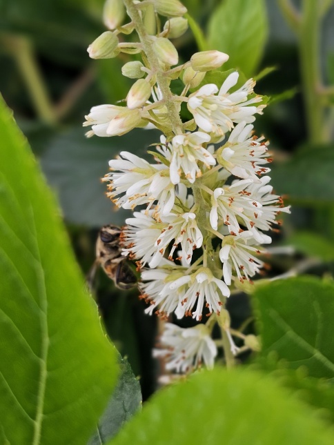 Schijnsels 'Hummingbird' bloeiende struik