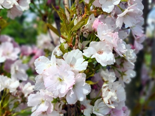 Japanse sierkers 'Amanogawa' roze bloemen