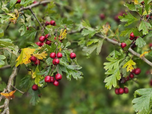 meidoorn met bessen en herfstblad in oktober