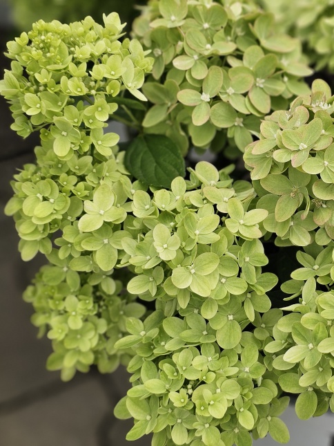 Pluimhortensia 'Little Lime' struiken leveren wij in verschillende maten