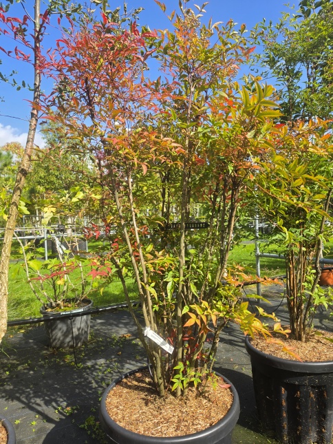 Nandina domestica juli 2024