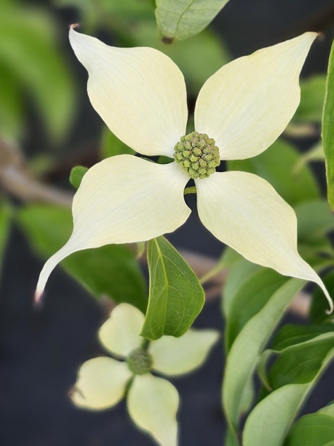 Cornus kousa 'Robert's Select' bloeit in mei