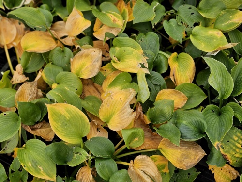 Hosta Elegans herfstkleuren