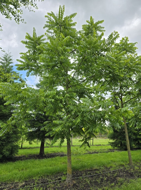Juglans Nigra. De zwarte noot op de kwekerij van Ten Hoven Bomen in Apeldoorn