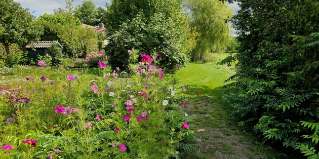 Weelderige bloemenweide
