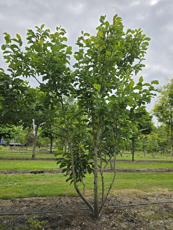 Magnolia