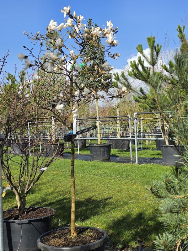 Dwergvorm stermagnolia op stam