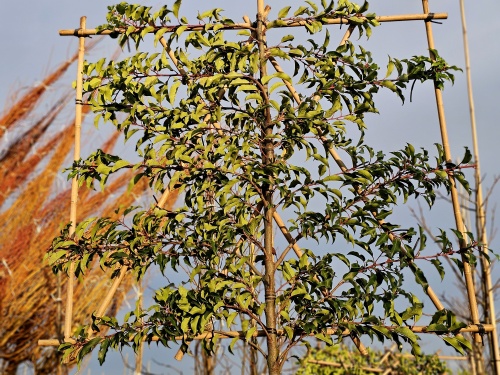 Prunus lusitanica 'Brenelia' met leirek