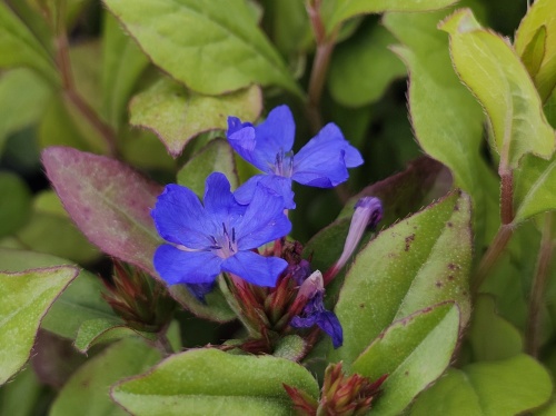 loodkruid met blauwe bloem