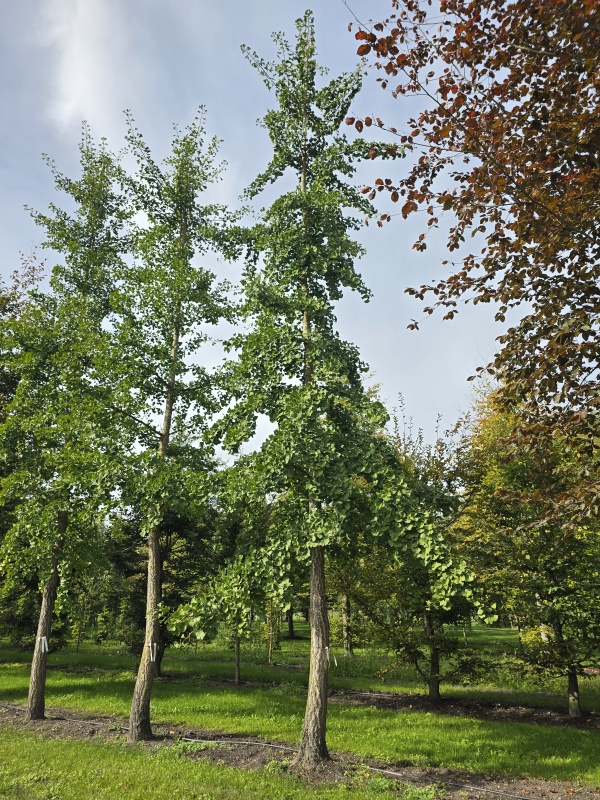 Japanischer Walnussbaum  Tempelbaum