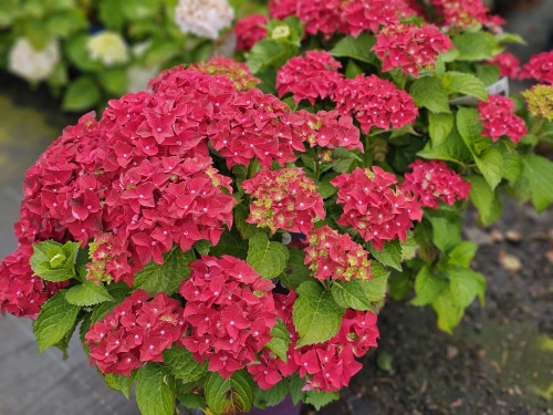 Hortensia Forever & Ever Red bloemen