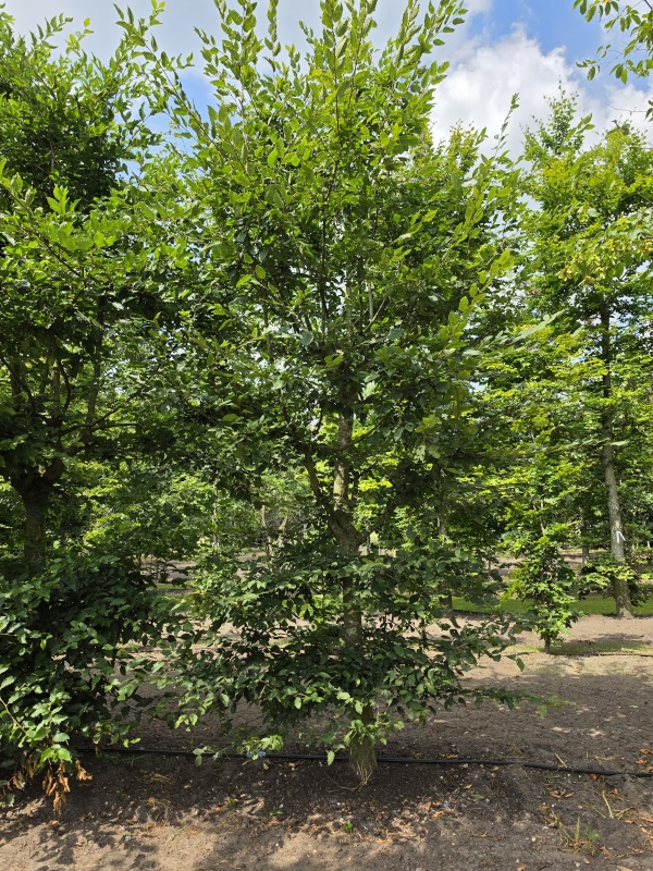 Meerstammige haagbeuk als klimboom