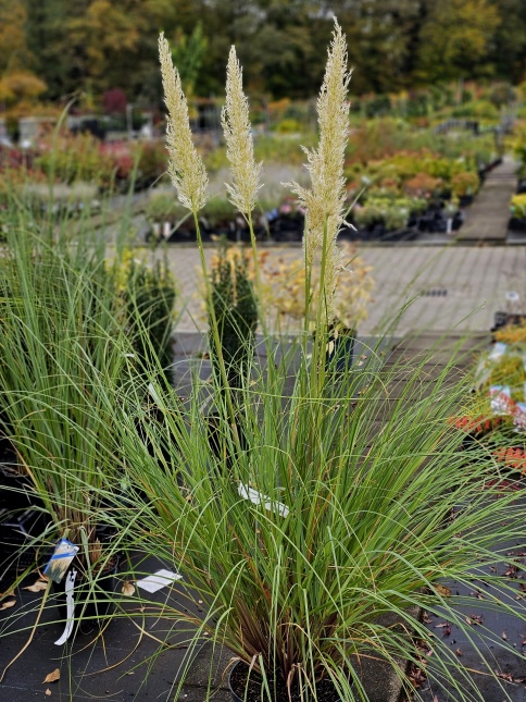 Cortaderia s. 'Pumila'