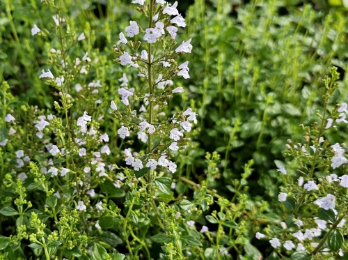 Calamintha nepeta nepeta