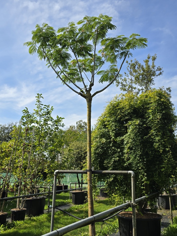 Perzische Slaapboom 'Ombrella'