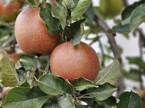Malus domestica 'Rode Boskoop'  goudreinet in augustus