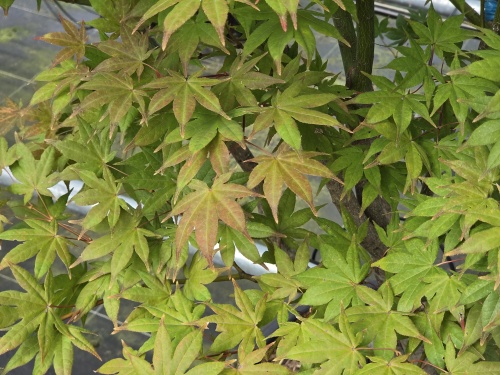 Japanse Esdoon boom detail