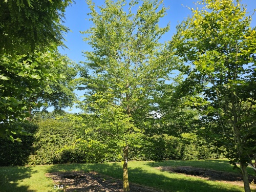 Amerikaanse haagbeuk - Carpinus caroliniana