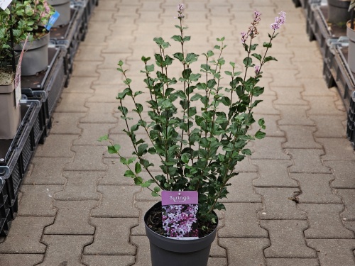 Sering 'Palibin' struik met bloemen