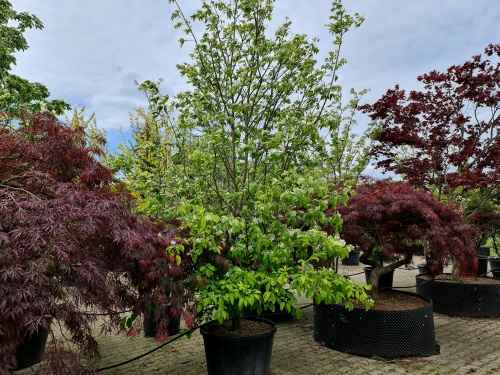 Chionanthus retusus bloei in mei