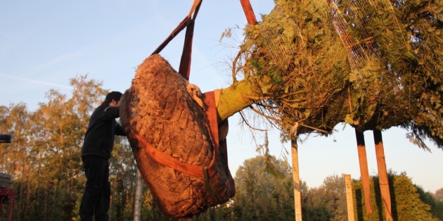 Het hijsen van grote bomen