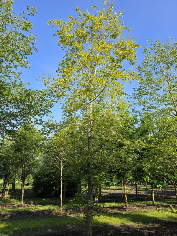 Groene beuk