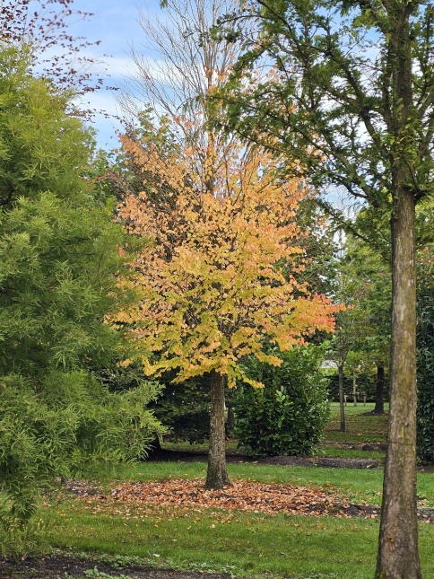 Katsuraboom of koekjesboom in de herfstkleuren