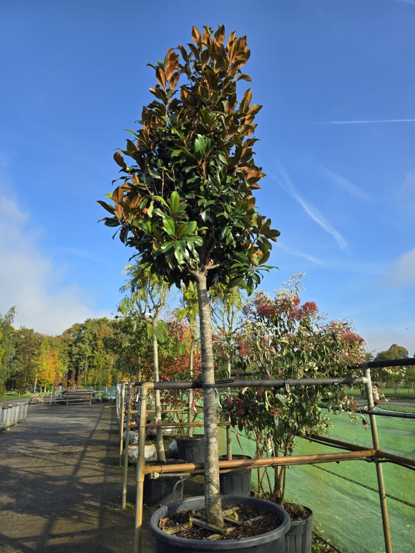 Magnolia grandiflora 'Galissonnière'