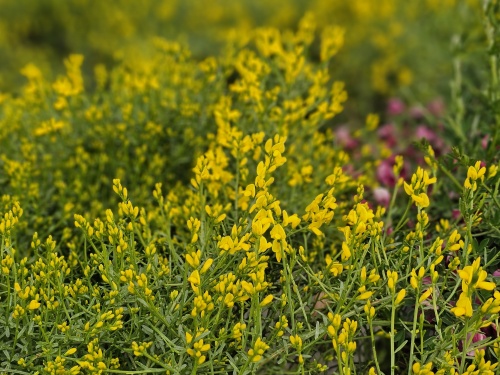 Verfbrem - Genista tinctoria