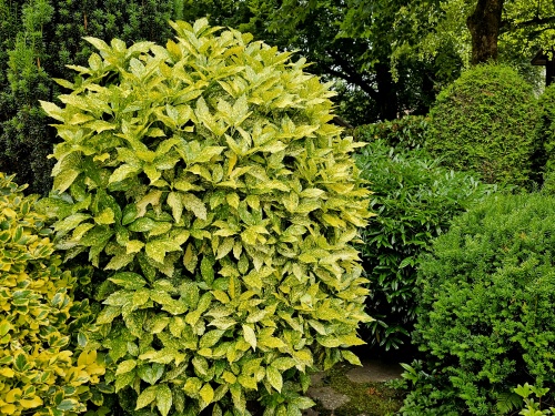 Aucuba 'Variegata' bontbladige broodboom.