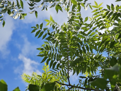 Carya illinoinensis hoogstambomen in september kwekerij Apeldoorn