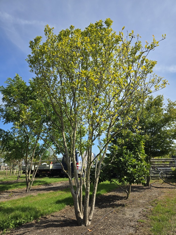 Magnolie