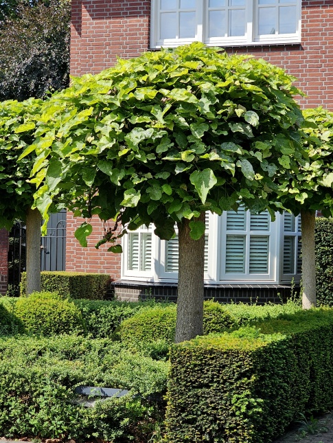 Catalpa bignonioïdes 'Nana'  dwergcatalpa, bolvorm.