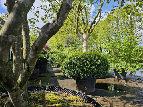 Prunus lusitanica 'Angustifolia' bolvorm