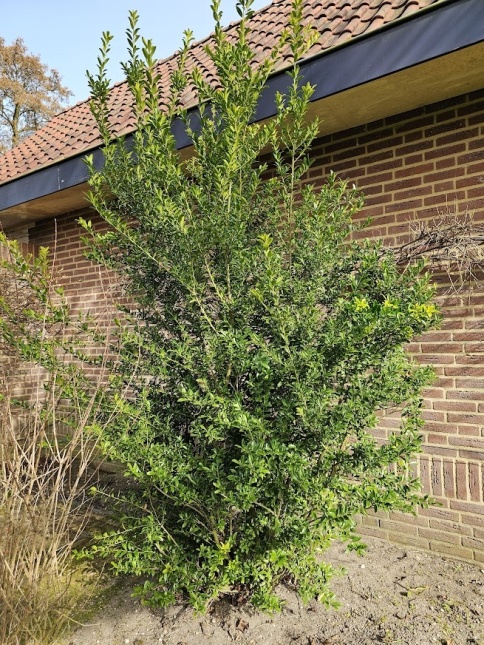 Japanse hulst ‘Green Hedge’  groepje als  wintergroene losse bossage