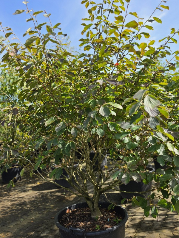 Zaubernuss mit duftenden gelben Blüten