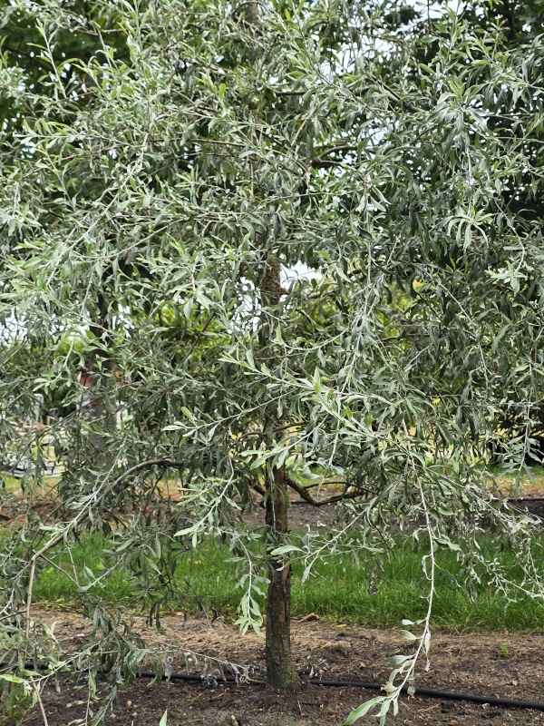 Grijsbladige sierpeer
