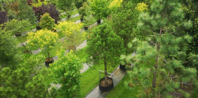 Bomen kopen als hovenier of zakelijke klant?