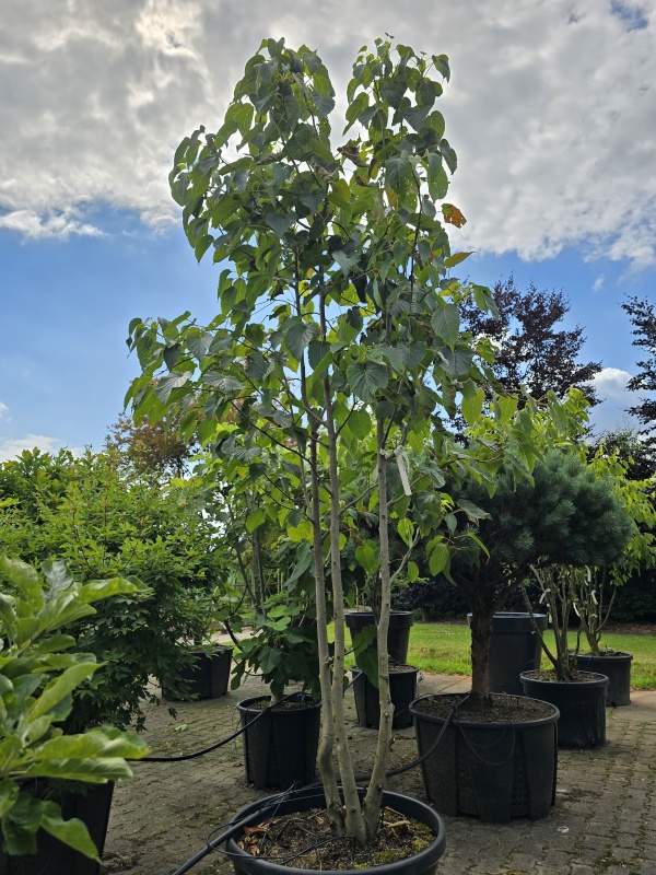 Vaantjesboom