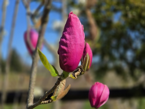 Magnolia 'Felix Jury  bloei 7 april