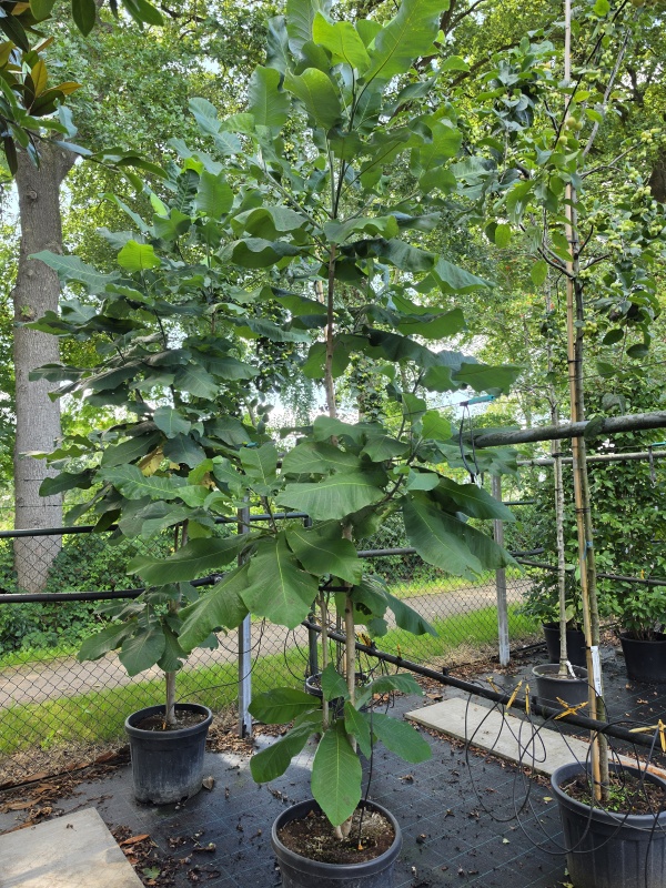 Großblättrige Magnolie