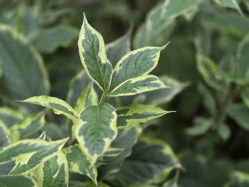 Weigela florida 'Nana Variegata' detailfoto bloei