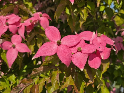 Cornus 'Scarlet Fire' mei