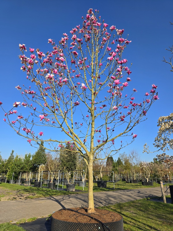 Magnolia