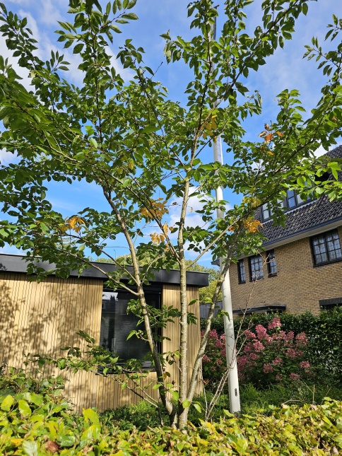 Japanse sierkers 'Accolade', meerstammige boom