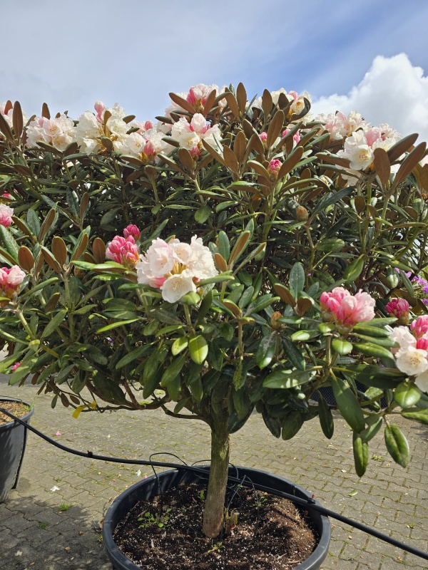 Japanse Rhododendron 'Hydon Velvet'