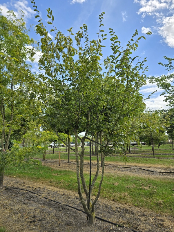 Hainbuche mit natürlicher Form